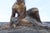 1990s Art Deco Sculpture Semi-Nude Girl with Boy and Dog After Delandre Large For Sale - Image 10 of 18