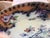 Staffordshire Large Mid 19th Century Unmarked Polychrome Platter For Sale - Image 4 of 18