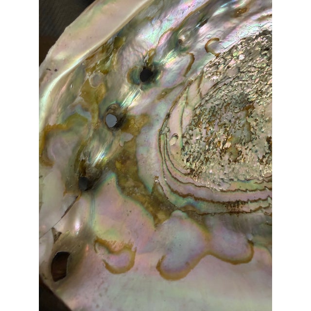 Large 1960s coralised pink abalone shell, decorative item, catchall, coffee table decor.