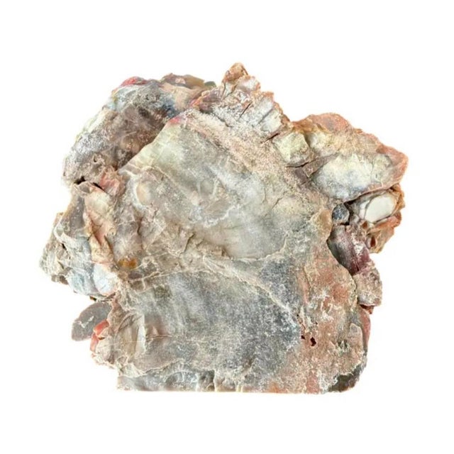 Brown Natural Petrified Wood Specimen. #1 For Sale - Image 8 of 11
