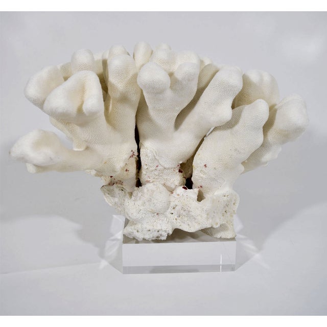 A beautiful specimen of Cats Paw coral on a thick lucite base. Great for tabletop, shelving decor, nightstands, bathrooms !