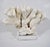 A beautiful specimen of Cats Paw coral on a thick lucite base. Great for tabletop, shelving decor, nightstands, bathrooms !