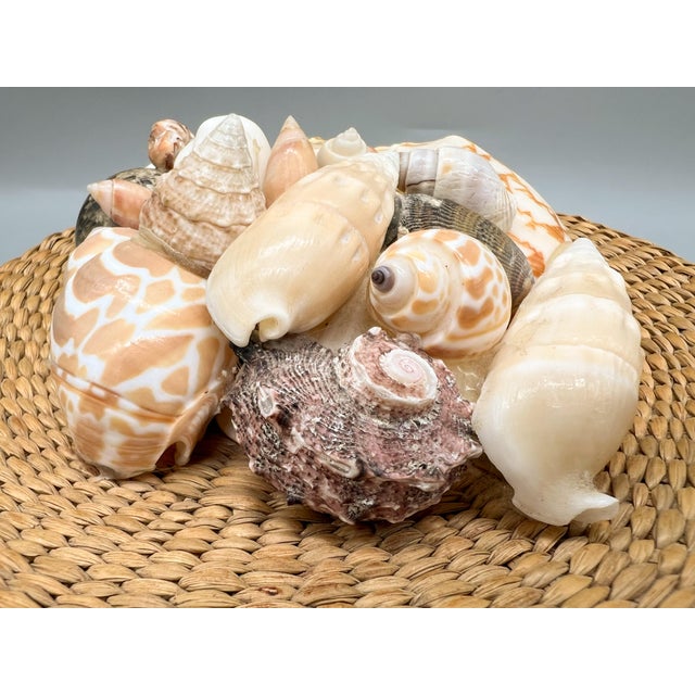 Tan Vintage Woven Basket Box With Seashell-Adorned Lid — Coastal / Bohemian For Sale - Image 8 of 13