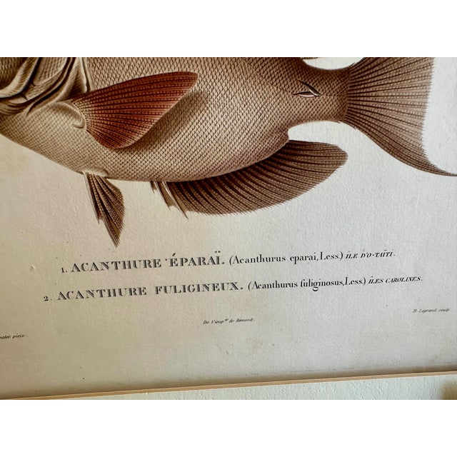 Set 3 Hand-Colored Engraving - Captain Duperry "Voyage De La Coquille" 1826 For Sale - Image 15 of 18