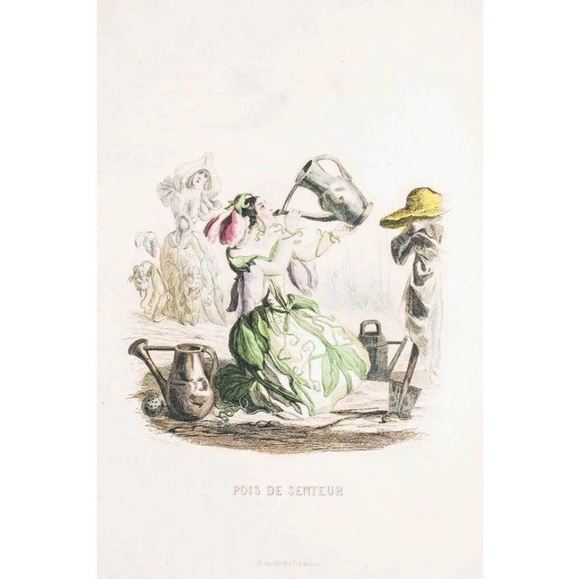 Pois de Senteur - Les Fleurs Animées Vol. - Lithograph by J.J. Grandville - 1847 1847 For Sale