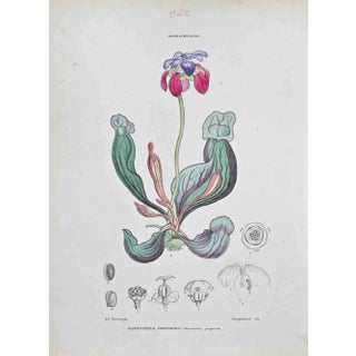 Vincenzo Tenore, Sarracenia Porporina, Lithograph, 1870s For Sale