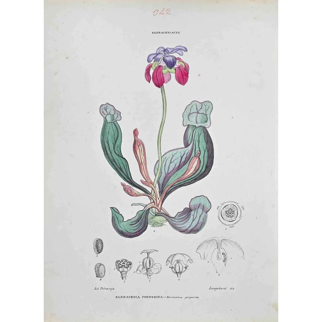 Vincenzo Tenore, Sarracenia Porporina, Lithograph, 1870s For Sale