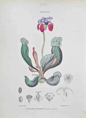 Vincenzo Tenore, Sarracenia Porporina, Lithograph, 1870s
