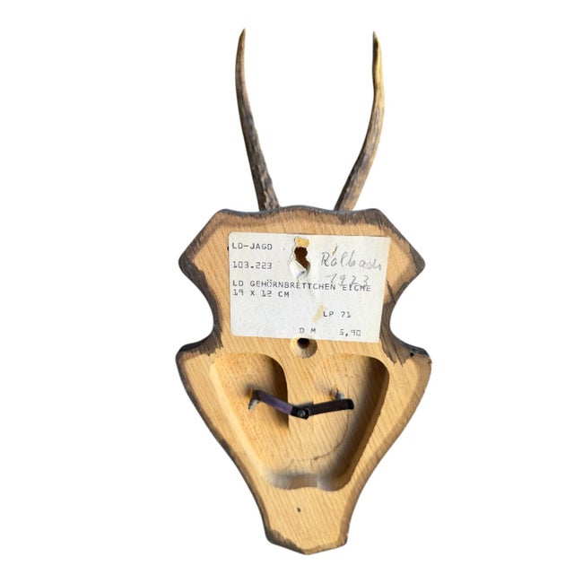 1980s 1980s Roe Deer Trophy 20 Black Forset Antlers Mount For Sale - Image 5 of 5