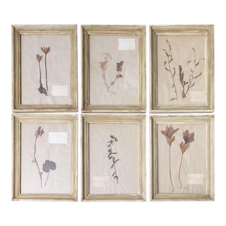 Antique French Framed Herbarium Botanical Specimens - Set of 6 For Sale