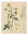 White & Black Mustard, 1831, Paper For Sale