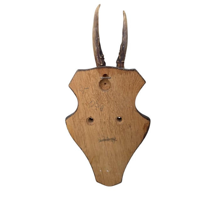 1970s Roe Deer Trophy 155 Black Forest Antlers For Sale - Image 5 of 5