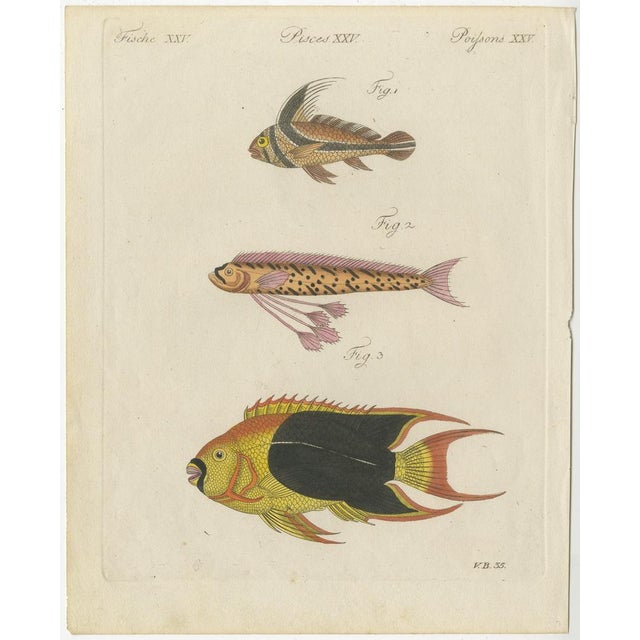 Bertuch, Three Exotic Tropical Fish, c.1800, Engraving For Sale - Image 10 of 10