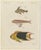 Bertuch, Three Exotic Tropical Fish, c.1800, Engraving For Sale - Image 10 of 10