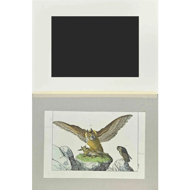 Great Owl is an Etching hand colored realized by Gotthilf Heinrich von Schubert - Johann Friedrich Naumann, Illustration...