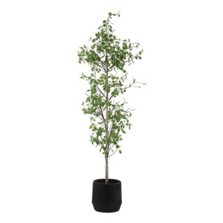 Boreal Potted Birch Tree For Sale