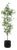 Boreal Potted Birch Tree For Sale