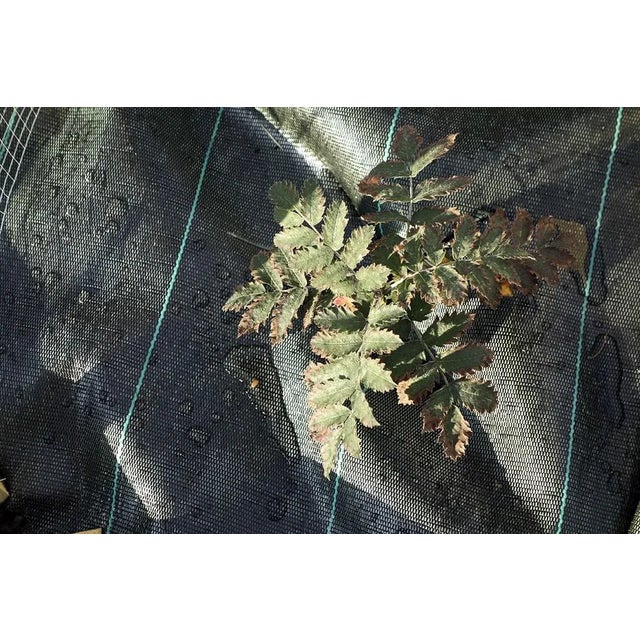 Itadakimasu Dining Table from Atelier Villard, 2018 For Sale - Image 9 of 10