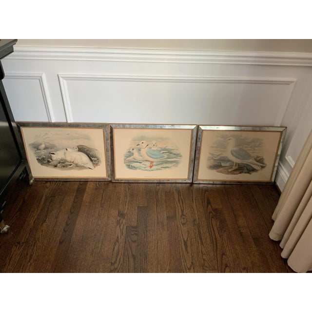 Hand Colored Bird Prints in Vintage Mercury Frames- Set of 3 For Sale - Image 13 of 13