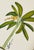 Hand-painted by our master artist using acrylic paints and natural pigments, this beautiful banana palm captures the lush...