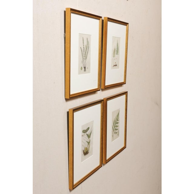Framed 18th Century Swedish Botanical Engravings - Set of 4 For Sale - Image 4 of 11