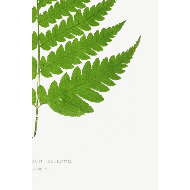 Paper Fern Art Print – Vintage Green Botanical Illustration, 8" X 12" For Sale - Image 7 of 8
