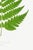 Paper Fern Art Print – Vintage Green Botanical Illustration, 8" X 12" For Sale - Image 7 of 8