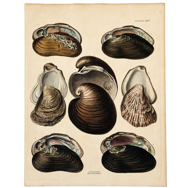 Traditional Mussel & Clam Shells | Original Hand-Colored Shell Engraving – Captain Thomas Brown, Plate XXX | C. 1827 For Sale - Image 3 of 3