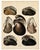 Traditional Mussel & Clam Shells | Original Hand-Colored Shell Engraving – Captain Thomas Brown, Plate XXX | C. 1827 For Sale - Image 3 of 3