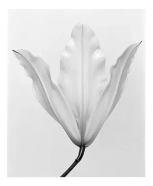 Lily no.3 Black and White Analogue Floral Photography Edition of 15 2023
