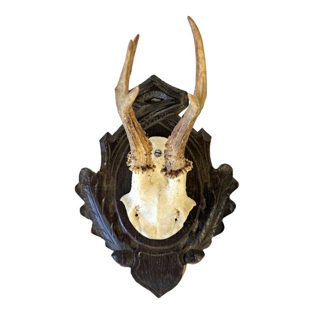 1959 German Roe Deer Antlers For Sale