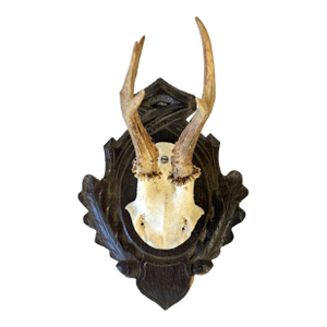 1959 German Roe Deer Antlers