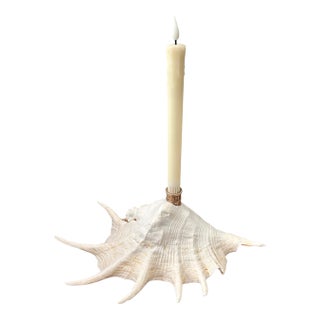 Extra Large Coastal Heirloom Spider Conch Shell Candlestick Holder | Brass Candle Cup | Organic Modern Coastal Decor For Sale