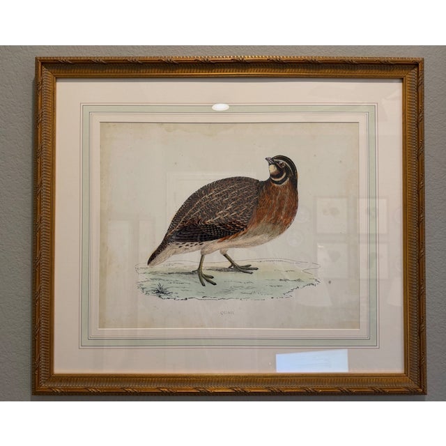 English Chelsea House Giclée Prints – Pair – Barbary Partridge & Quail Birds Gold Framed For Sale - Image 3 of 5