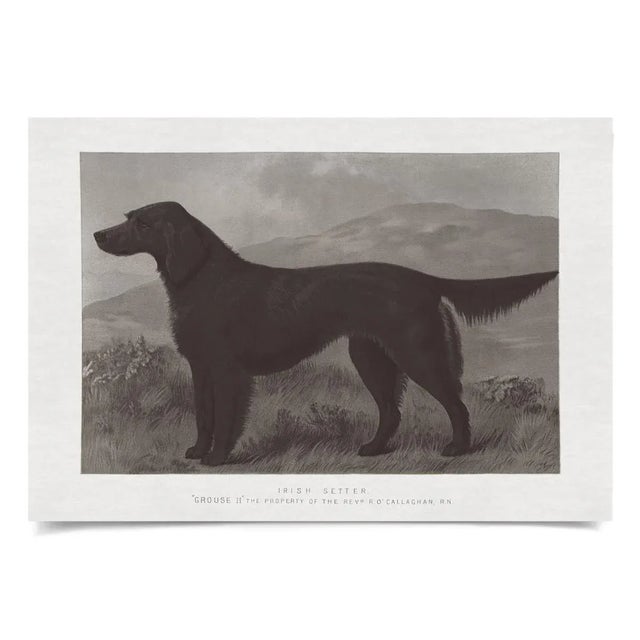 We all love our dogs and this collection allows you to choose all there different breeds that are illustrated from the...