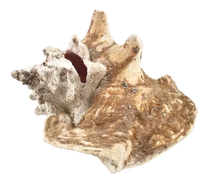 Natural Weathered Large Conch Shell