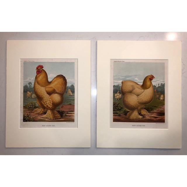 Late 19th Century Antique Cassell’s Poultry Book Cochin Hen and Cock Chromolithographs - A Pair For Sale - Image 4 of 4