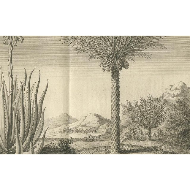 Engraving of Coffee, Aloe, and Date Trees, Netherlands, 1730, Paper For Sale - Image 4 of 10
