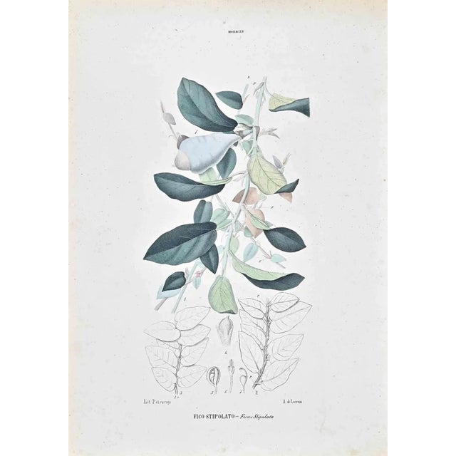 Vincenzo Tenore, The Lauraceae, Lithograph, 1870s For Sale