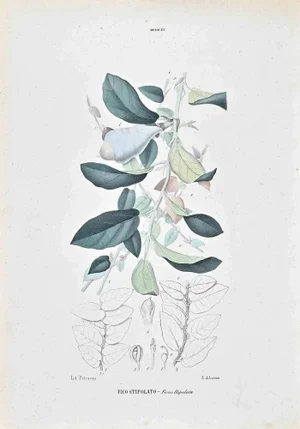 Vincenzo Tenore, The Lauraceae, Lithograph, 1870s