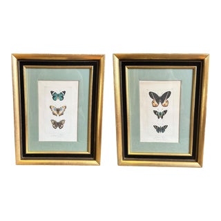Pair of Antique Framed Hand-Colored Parisian 1830s Butterfly Prints For Sale