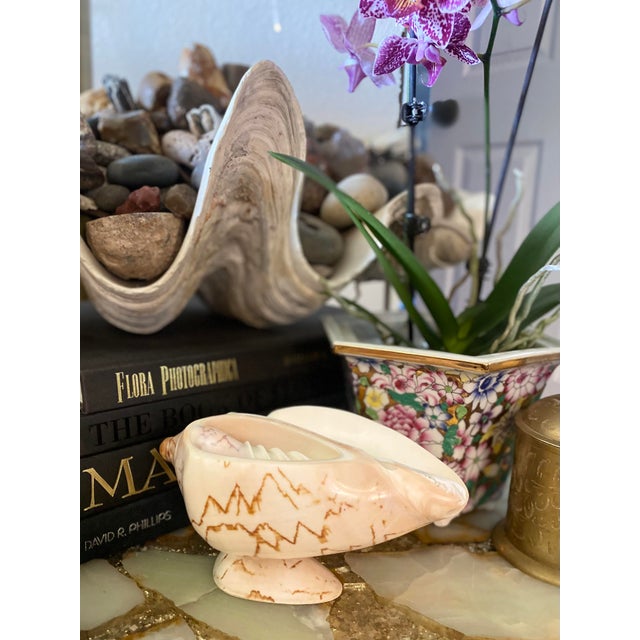 Early 20th Century Circa 1920s Noble Volute Seashell Pedestal Bowl – Vintage Natural Conch Shell Catchall For Sale - Image 5 of 12