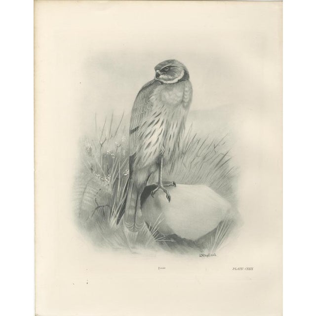 Paper Stonham, British Harrier Bird, 1908, Lithographs, Set of 2 For Sale - Image 7 of 9
