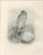 Paper Stonham, British Harrier Bird, 1908, Lithographs, Set of 2 For Sale - Image 7 of 9
