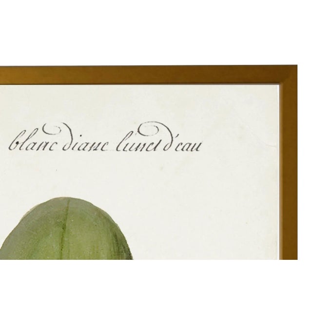 Art Print: Vintage White Flowers Bookplate Print in Gold Shadowbox Dimensions: 23" x 29"