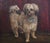 Charming antique oil painting of a Norfolk Terrier in a blue blow standing on a rug. Original and one of a kind. The...