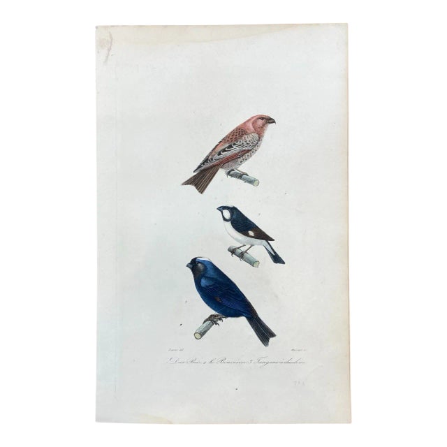 French Antique 18th Century "Dur Bec" Bird Engraving Hand Colored Signed Artwork For Sale
