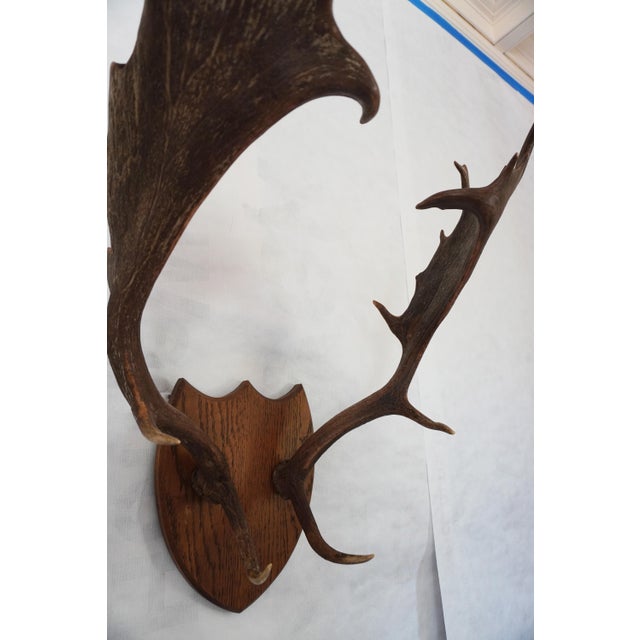 Wood j.h. Armer Mounted English Antlers For Sale - Image 7 of 11