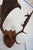 Wood j.h. Armer Mounted English Antlers For Sale - Image 7 of 11