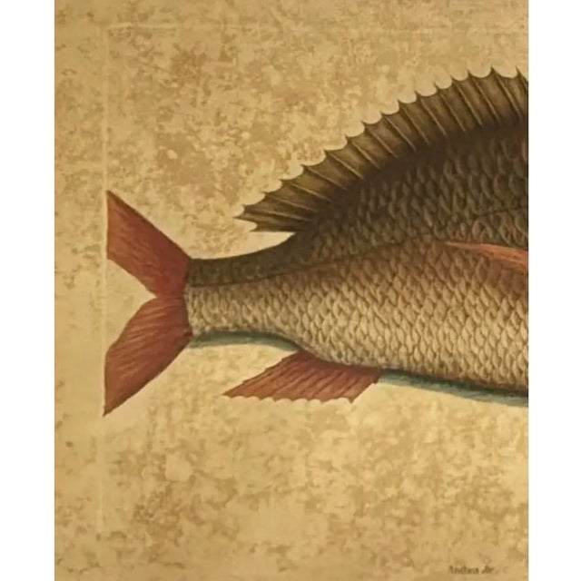 18th Century Framed Fish Engravings by Mark Catesby, a Pair For Sale - Image 9 of 11